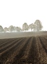 Spring ploughed field, rows of sown plants, avenue of trees on horizon, morning misty view, wavy lines