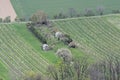 Spring Plowed Fields Garden