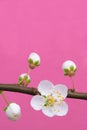 Spring plum blossom Royalty Free Stock Photo