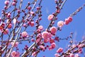 Spring plum blossom branches pink flower