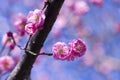 Spring plum blossom branches pink flower