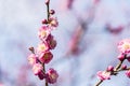 Spring plum blossom branches pink flower Royalty Free Stock Photo