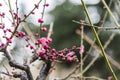 Spring plum blossom branches pink flower Royalty Free Stock Photo