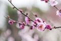 Spring plum blossom branches pink flower Royalty Free Stock Photo