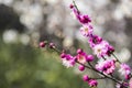 Spring plum blossom branches pink flower