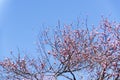 Spring plum blossom branches pink flower Royalty Free Stock Photo