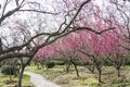 Spring plum blossom branches pink flower Royalty Free Stock Photo