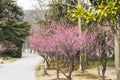 Spring plum blossom branches pink flower Royalty Free Stock Photo