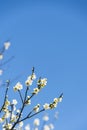 Spring plum blossom branches white flower Royalty Free Stock Photo