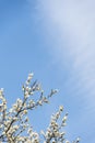 Spring plum blossom branches white flower Royalty Free Stock Photo