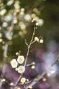 Spring plum blossom branches white flower Royalty Free Stock Photo