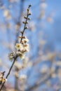 Spring plum blossom branches white flower Royalty Free Stock Photo