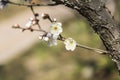 Spring plum blossom branches white flower Royalty Free Stock Photo