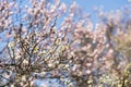 Spring plum blossom branches white flower Royalty Free Stock Photo