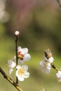 Spring plum blossom branches white flower Royalty Free Stock Photo