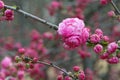 Spring plum blossoms.