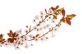 Spring plum or cherry branch in bloom with pink flowers and red leaves isolated on white background Royalty Free Stock Photo