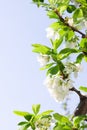 Spring Plum or Cherry leaves and blossom