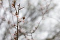 Spring plum flower closeup on blurred background