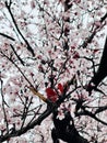 Spring plum flower closeup, springtime background