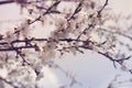 Spring plum flowers for background. Royalty Free Stock Photo