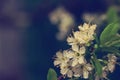 Spring plum flowers for background. Royalty Free Stock Photo