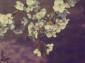 Spring plum flowers for background. Royalty Free Stock Photo