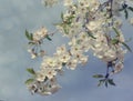 Spring plum flowers for background. Royalty Free Stock Photo