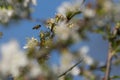 Spring pollination Royalty Free Stock Photo