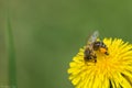 Spring pollination Royalty Free Stock Photo