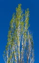 Spring poplar Royalty Free Stock Photo