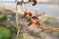 Spring Poplar Branch, Lime Buds, Young Tree Leaves on Blur Background, Spring Twig with New Green Leaves Royalty Free Stock Photo