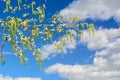 Spring poplar branches with leaves and inflorescences against the background of blue sky and clouds. Royalty Free Stock Photo