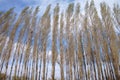 Spring poplar Royalty Free Stock Photo
