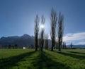 Spring poplars against a backdrop of the Falknis and Vilan