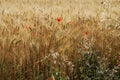 Spring poppies