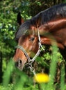 Spring portrait of bay horse Royalty Free Stock Photo
