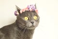 Spring portrait young gray kitty in a flowers wreath. Royalty Free Stock Photo