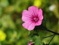 Rose Mallow or Regal Mallow. Malvaceae Family.