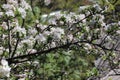 Apple tree in spring Royalty Free Stock Photo