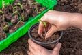 A gardener plants young tomato plants in larger containers.