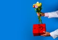 Spring present. Flowers tulips and red gift. Isolated on blue background. Romantic date. Male hand with gifts for a Royalty Free Stock Photo