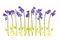 Spring Primrose and Bluebell Flowers