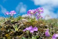 Spring Primrose in the German Alps