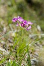 Spring Primrose in the German Alps