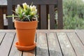 Spring primrose in the pot