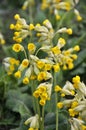 In spring, primrose Primula veris blooms in nature Royalty Free Stock Photo