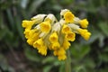 In spring, primrose Primula veris blooms in nature Royalty Free Stock Photo