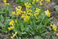 In spring, primrose Primula veris blooms in nature Royalty Free Stock Photo