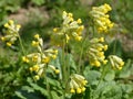 In spring, primrose (Primula veris) blooms in nature Royalty Free Stock Photo